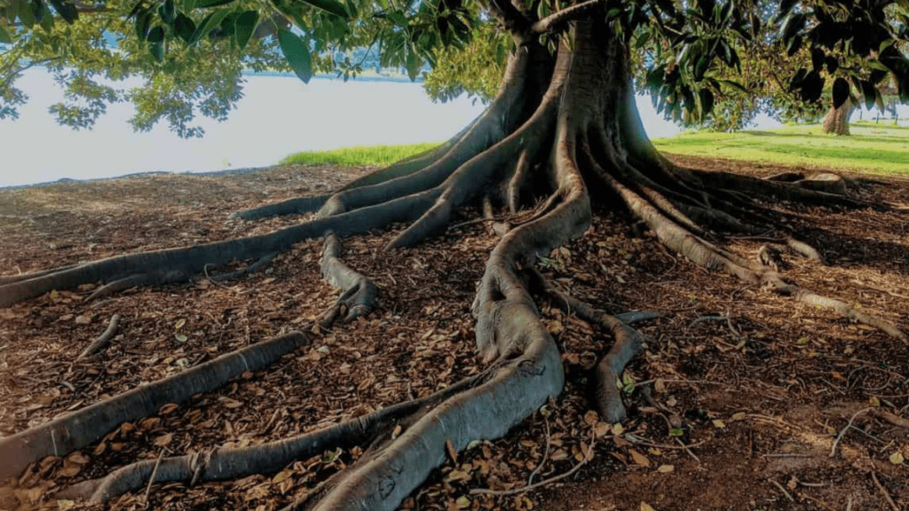 tree with roots